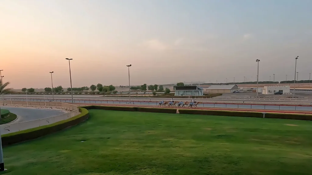 Al Marmoom Camel Racing Club на рассвете