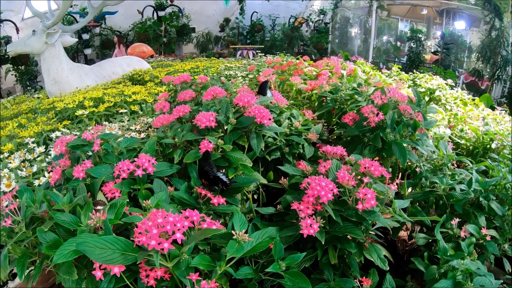 Павильон с бабочками